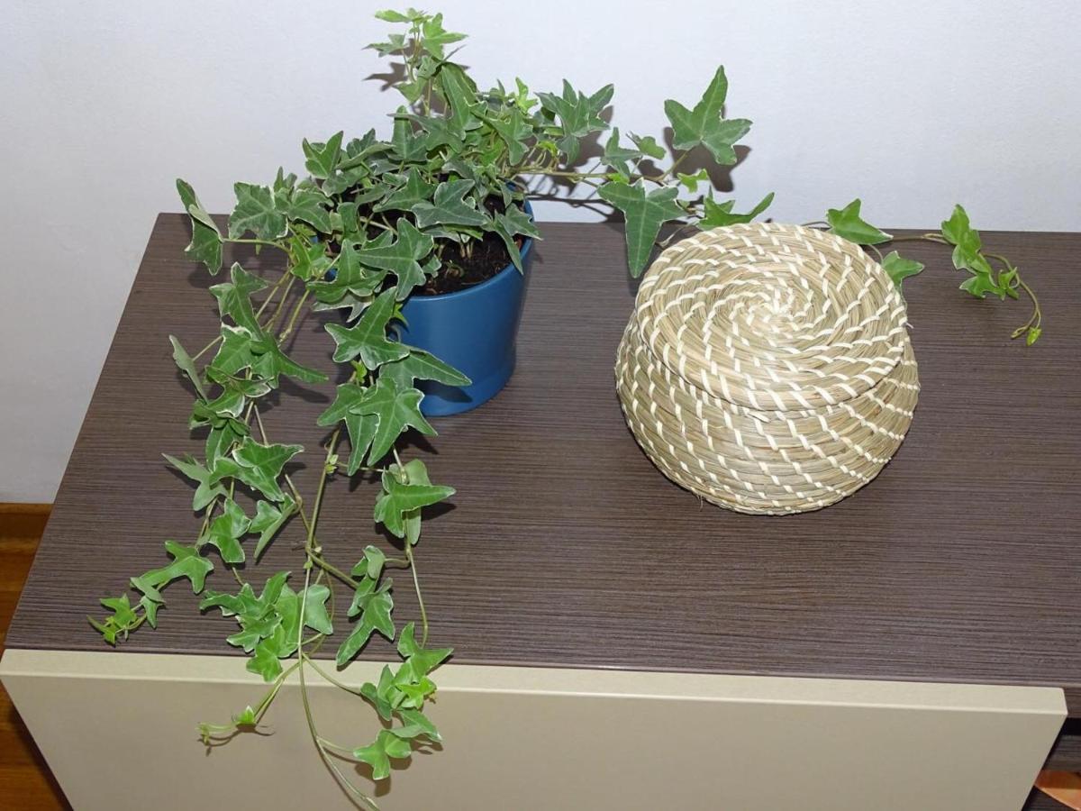 בלגרד Blue Apartment מראה חיצוני תמונה